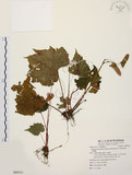 中文名:水鴨腳(S088533)學名:Begonia formosana (Hayata) Masamune(S088533)