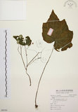 中文名:水鴨腳(S088709)學名:Begonia formosana (Hayata) Masamune(S088709)