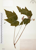 中文名:水鴨腳(S090212)學名:Begonia formosana (Hayata) Masamune(S090212)