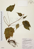 中文名:水鴨腳(S090586)學名:Begonia formosana (Hayata) Masamune(S090586)