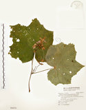 中文名:水鴨腳(S094570)學名:Begonia formosana (Hayata) Masamune(S094570)