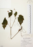 中文名:水鴨腳(S094921)學名:Begonia formosana (Hayata) Masamune(S094921)