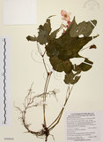 中文名:水鴨腳(S103618)學名:Begonia formosana (Hayata) Masamune(S103618)
