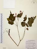 中文名:水鴨腳(S114159)學名:Begonia formosana (Hayata) Masamune(S114159)
