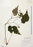 中文名:水鴨腳(S114842)學名:Begonia formosana (Hayata) Masamune(S114842)