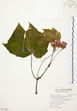 中文名:水鴨腳(S115482)學名:Begonia formosana (Hayata) Masamune(S115482)