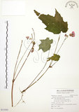 中文名:水鴨腳(S115505)學名:Begonia formosana (Hayata) Masamune(S115505)