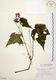 中文名:水鴨腳(S115949)學名:Begonia formosana (Hayata) Masamune(S115949)