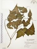 中文名:水鴨腳(S118525)學名:Begonia formosana (Hayata) Masamune(S118525)