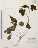 中文名:水鴨腳(S118526)學名:Begonia formosana (Hayata) Masamune(S118526)