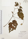 中文名:水鴨腳(S118527)學名:Begonia formosana (Hayata) Masamune(S118527)