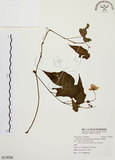 中文名:水鴨腳(S118528)學名:Begonia formosana (Hayata) Masamune(S118528)