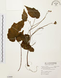 中文名:水鴨腳(S118529)學名:Begonia formosana (Hayata) Masamune(S118529)