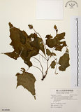 中文名:水鴨腳(S118530)學名:Begonia formosana (Hayata) Masamune(S118530)