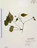 中文名:水鴨腳(S118532)學名:Begonia formosana (Hayata) Masamune(S118532)