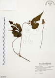 中文名:水鴨腳(S118533)學名:Begonia formosana (Hayata) Masamune(S118533)