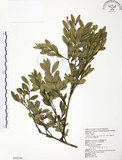 中文名:黃楊(S043150)學名:Buxus microphylla Sieb. & Zucc. subsp. sinica (Rehd. & Wils.) Hatusima(S043150)英文名:Chinese Box