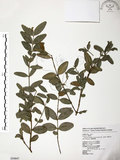 中文名:黃楊(S054847)學名:Buxus microphylla Sieb. & Zucc. subsp. sinica (Rehd. & Wils.) Hatusima(S054847)英文名:Chinese Box