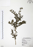 中文名:黃楊(S054850)學名:Buxus microphylla Sieb. & Zucc. subsp. sinica (Rehd. & Wils.) Hatusima(S054850)英文名:Chinese Box