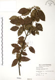 中文名:呂宋莢迷(S000064)學名:Viburnum luzonicum Rolfe(S000064)英文名:Luzon Viburnum