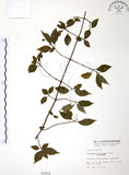 中文名:呂宋莢迷(S001079)學名:Viburnum luzonicum Rolfe(S001079)英文名:Luzon Viburnum