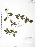 中文名:呂宋莢迷(S001080)學名:Viburnum luzonicum Rolfe(S001080)英文名:Luzon Viburnum
