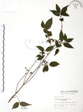中文名:呂宋莢迷(S001454)學名:Viburnum luzonicum Rolfe(S001454)英文名:Luzon Viburnum