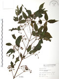 中文名:呂宋莢迷(S001455)學名:Viburnum luzonicum Rolfe(S001455)英文名:Luzon Viburnum