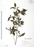 中文名:呂宋莢迷(S001456)學名:Viburnum luzonicum Rolfe(S001456)英文名:Luzon Viburnum