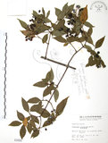 中文名:呂宋莢迷(S001658)學名:Viburnum luzonicum Rolfe(S001658)英文名:Luzon Viburnum