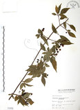 中文名:呂宋莢迷(S001659)學名:Viburnum luzonicum Rolfe(S001659)英文名:Luzon Viburnum