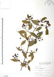 中文名:呂宋莢迷(S001660)學名:Viburnum luzonicum Rolfe(S001660)英文名:Luzon Viburnum