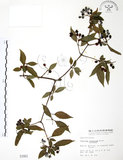 中文名:呂宋莢迷(S001661)學名:Viburnum luzonicum Rolfe(S001661)英文名:Luzon Viburnum