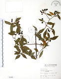 中文名:呂宋莢迷(S001662)學名:Viburnum luzonicum Rolfe(S001662)英文名:Luzon Viburnum