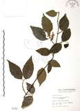 中文名:呂宋莢迷(S001747)學名:Viburnum luzonicum Rolfe(S001747)英文名:Luzon Viburnum