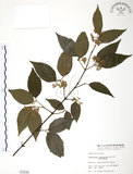 中文名:呂宋莢迷(S001830)學名:Viburnum luzonicum Rolfe(S001830)英文名:Luzon Viburnum