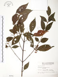 中文名:呂宋莢迷(S002978)學名:Viburnum luzonicum Rolfe(S002978)英文名:Luzon Viburnum