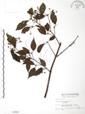 中文名:呂宋莢迷(S003050)學名:Viburnum luzonicum Rolfe(S003050)英文名:Luzon Viburnum