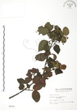中文名:呂宋莢迷(S003101)學名:Viburnum luzonicum Rolfe(S003101)英文名:Luzon Viburnum