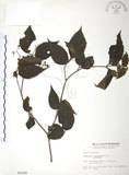 中文名:呂宋莢迷(S003199)學名:Viburnum luzonicum Rolfe(S003199)英文名:Luzon Viburnum
