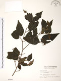 中文名:呂宋莢迷(S003200)學名:Viburnum luzonicum Rolfe(S003200)英文名:Luzon Viburnum