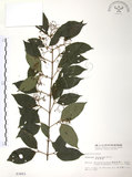 中文名:呂宋莢迷(S003403)學名:Viburnum luzonicum Rolfe(S003403)英文名:Luzon Viburnum