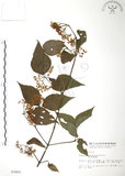 中文名:呂宋莢迷(S003463)學名:Viburnum luzonicum Rolfe(S003463)英文名:Luzon Viburnum