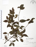 中文名:呂宋莢迷(S003570)學名:Viburnum luzonicum Rolfe(S003570)英文名:Luzon Viburnum