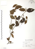 中文名:呂宋莢迷(S004385)學名:Viburnum luzonicum Rolfe(S004385)英文名:Luzon Viburnum