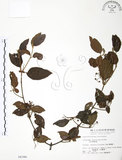 中文名:呂宋莢迷(S004386)學名:Viburnum luzonicum Rolfe(S004386)英文名:Luzon Viburnum