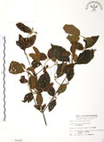 中文名:呂宋莢迷(S004387)學名:Viburnum luzonicum Rolfe(S004387)英文名:Luzon Viburnum