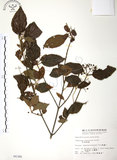 中文名:呂宋莢迷(S004388)學名:Viburnum luzonicum Rolfe(S004388)英文名:Luzon Viburnum