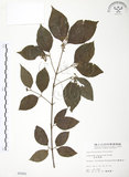 中文名:呂宋莢迷(S005682)學名:Viburnum luzonicum Rolfe(S005682)英文名:Luzon Viburnum