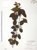 中文名:呂宋莢迷(S005683)學名:Viburnum luzonicum Rolfe(S005683)英文名:Luzon Viburnum